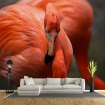 Orange Pink