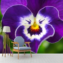 Viola Scuro